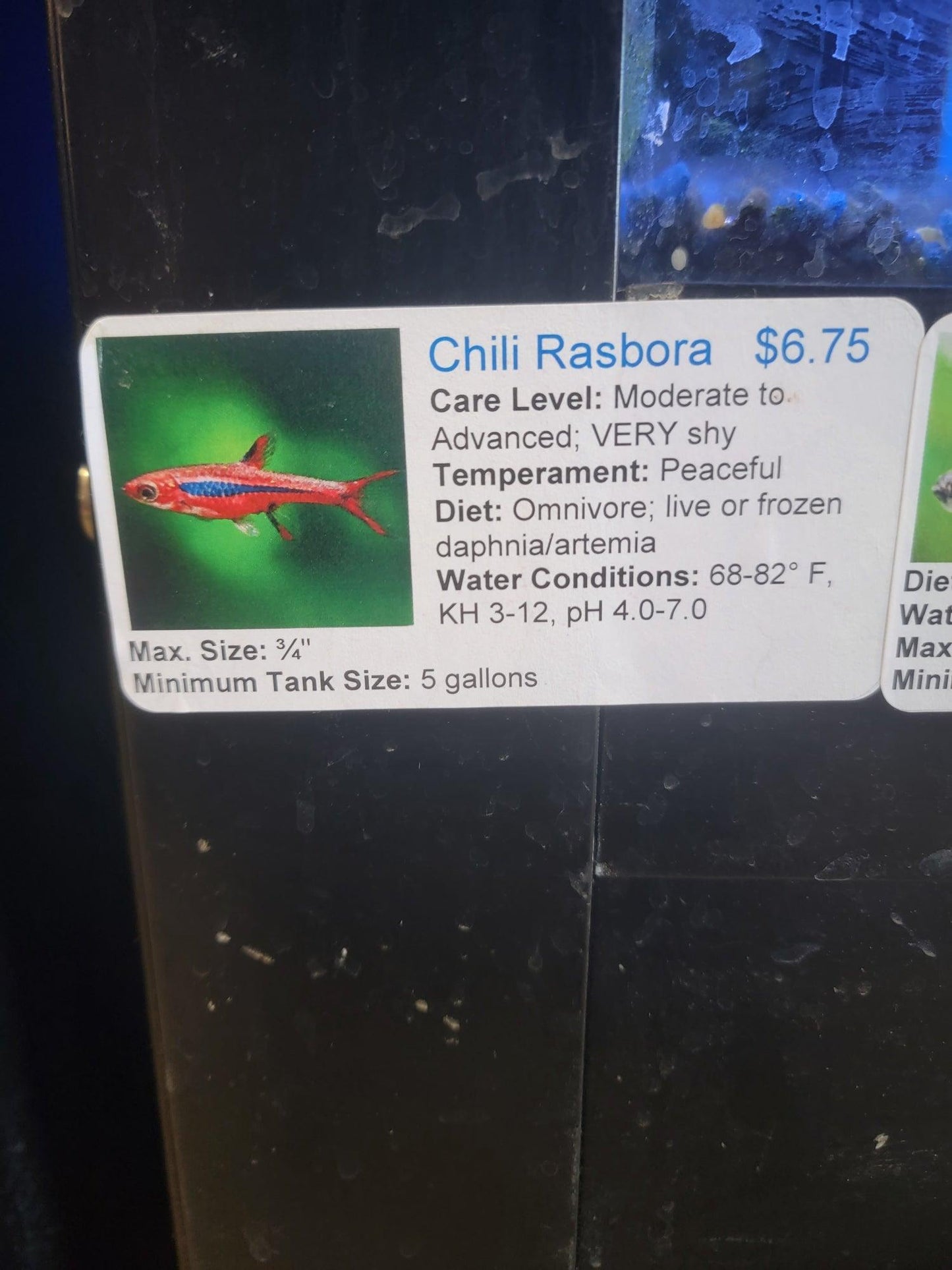 Chili Rasbora - Ruby Mountain Aquarium supply