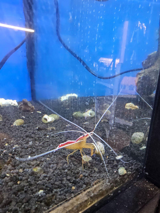 Cleaner Shrimp xl - Ruby Mountain Aquarium supply