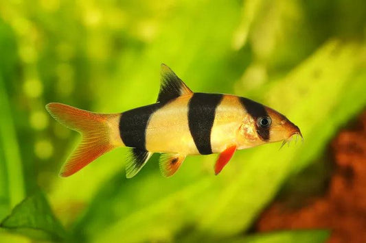 Clown Loach 2" - Ruby Mountain Aquarium supply