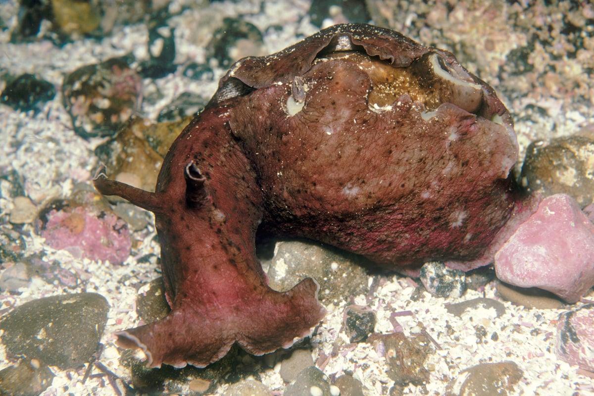 Common Sea Hare - Ruby Mountain Aquarium supply