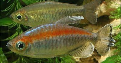 Congo Tetra - Ruby Mountain Aquarium supply