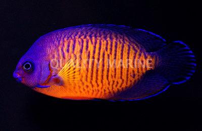 Coral beauty angel - Ruby Mountain Aquarium supply