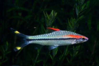 Denison Barb - Ruby Mountain Aquarium supply