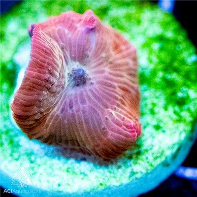 Discosoma Single- Assorted Ultra - Ruby Mountain Aquarium supply