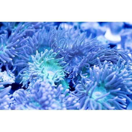 Duncan Coral Frags - Ruby Mountain Aquarium supply