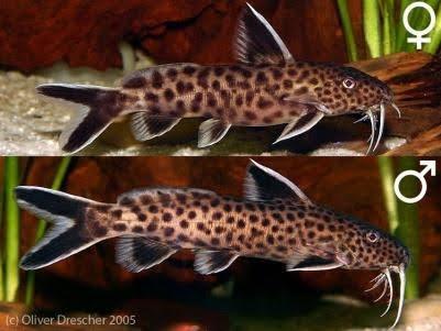 Dwarf Petricola Catfish - Ruby Mountain Aquarium supply