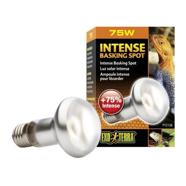 Exo Terra Intense Basking Spot Lamp - Ruby Mountain Aquarium supply