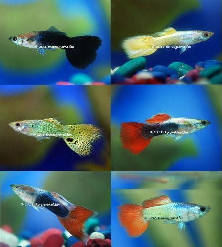 Fancy Guppy - Ruby Mountain Aquarium supply