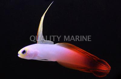 Firefish goby - Ruby Mountain Aquarium supply