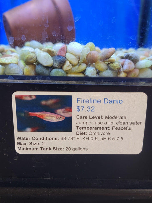 Fireline Danio - Ruby Mountain Aquarium supply