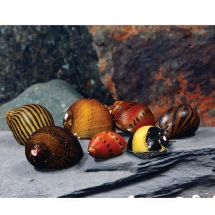 Freshwater Nerite Snail - Ruby Mountain Aquarium supply