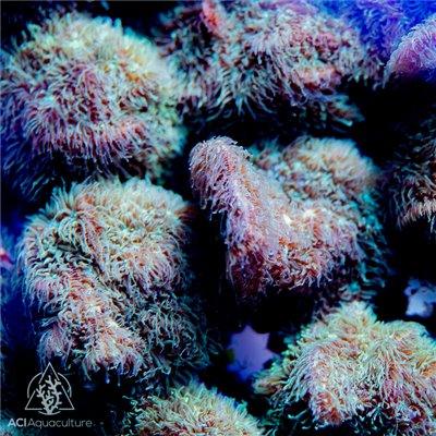 Fuzzy Pavona - Ruby Mountain Aquarium supply