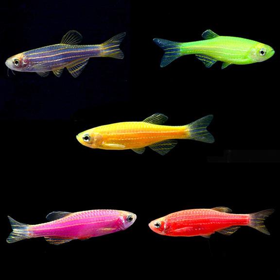 GloFish Danio - Ruby Mountain Aquarium supply