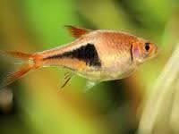 Harlequin Rasbora - Ruby Mountain Aquarium supply