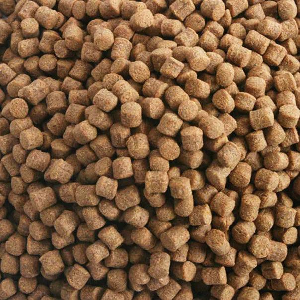 Hikari Wheat Germ Sinking Medium Pellet Food - Ruby Mountain Aquarium supply