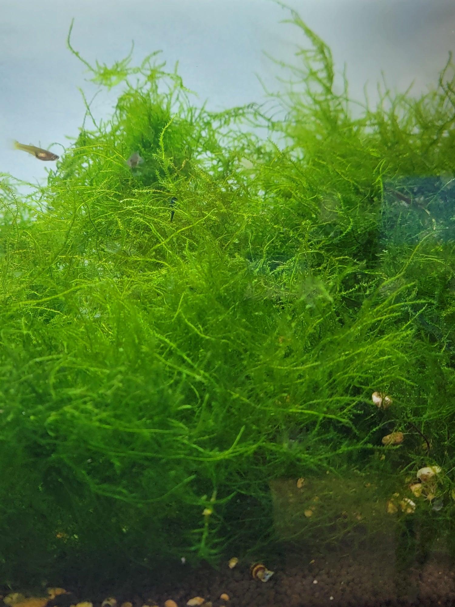 Java Moss 1 cup - Ruby Mountain Aquarium supply