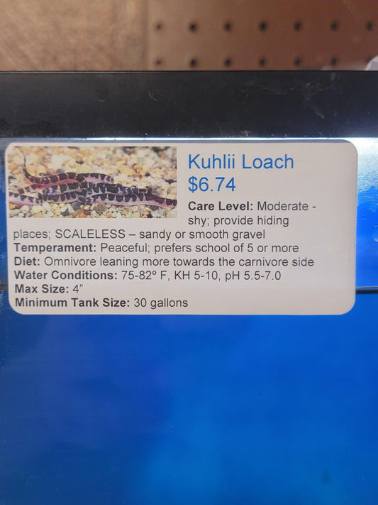 Kuhlii Loach - Ruby Mountain Aquarium supply