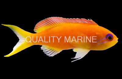 Lyertail orange femail anthias - Ruby Mountain Aquarium supply