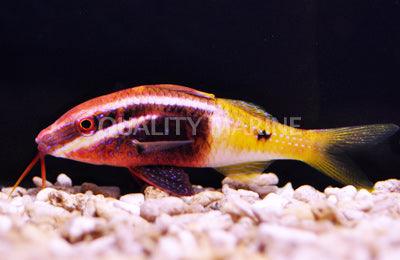 MAC Certified BI-Colored Goatfish - Ruby Mountain Aquarium supply