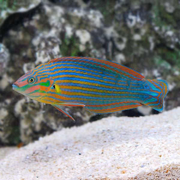 Melanarus Wrasse - Ruby Mountain Aquarium supply