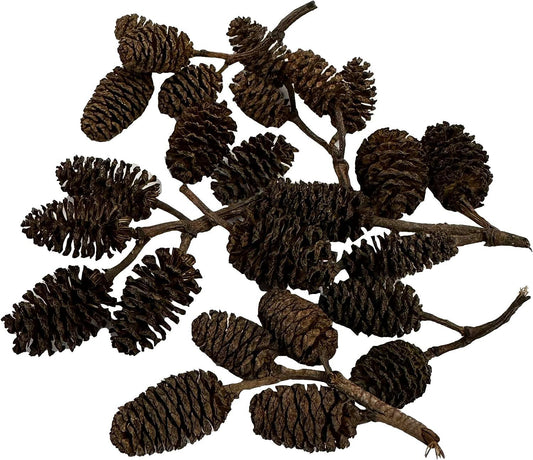 Mini Alder Cones 5pk - Ruby Mountain Aquarium supply