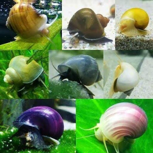 Mystery Snail - Ruby Mountain Aquarium supply