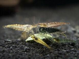 Natural Neocardina Shrimp - Ruby Mountain Aquarium supply