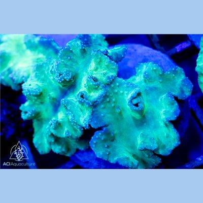 Neon Leafy Green Cabbage Frag - Ruby Mountain Aquarium supply