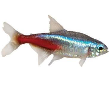 Neon Tetra - Ruby Mountain Aquarium supply