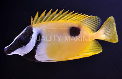 One Spot Foxface Rabbitfish - Ruby Mountain Aquarium supply