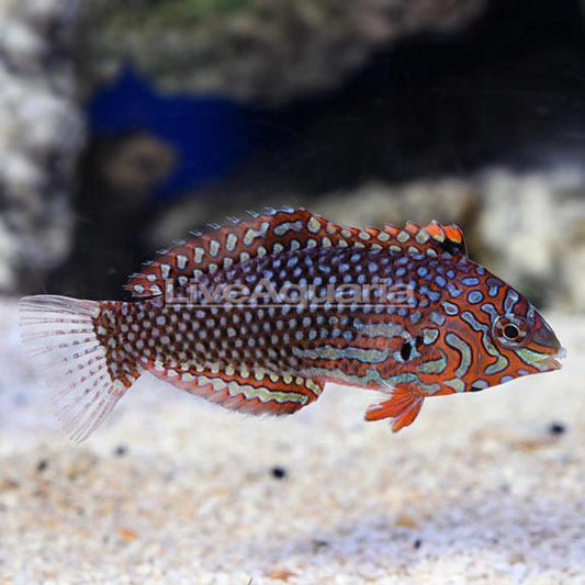 Ornate Leopard Wrasse - Ruby Mountain Aquarium supply