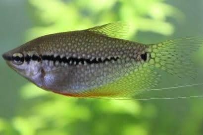 Pearl Gourami - Ruby Mountain Aquarium supply