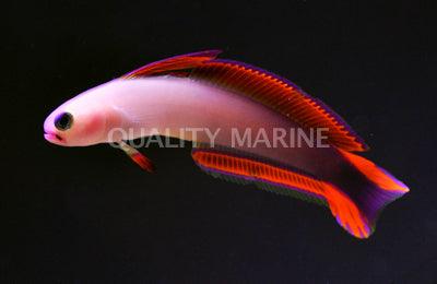 Purple Firefish Goby - Ruby Mountain Aquarium supply
