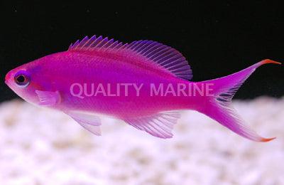 Purple Queen Anthias - Ruby Mountain Aquarium supply