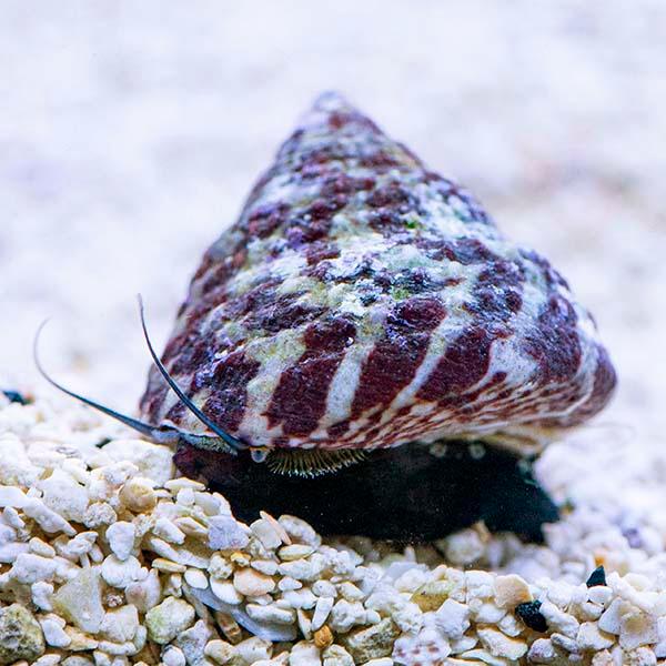 Red Banded Throchus Snails - Ruby Mountain Aquarium supply