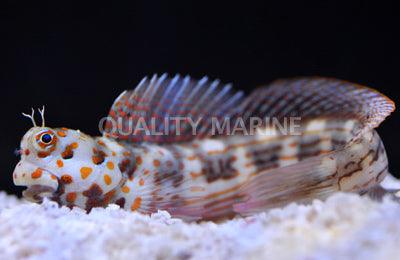 Red Spotted Algae blenny - Ruby Mountain Aquarium supply