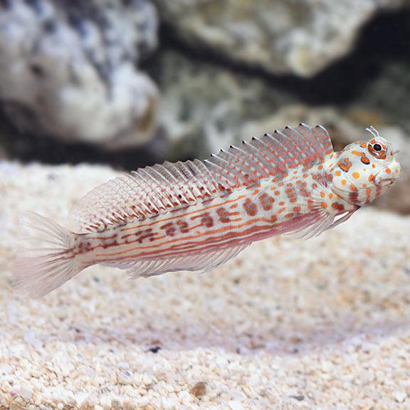 Red Spotted Blennie - Ruby Mountain Aquarium supply