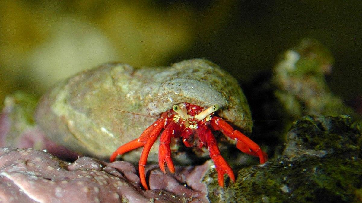 Red Tip Hermit Crab - Ruby Mountain Aquarium supply