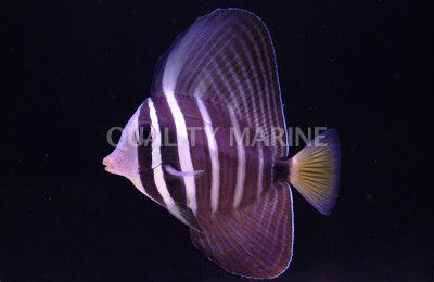 Sailfin Tang - Ruby Mountain Aquarium supply