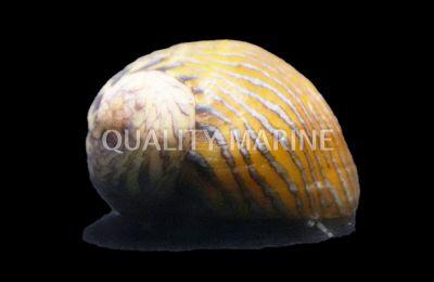 Saltwater Nerite Snail - Ruby Mountain Aquarium supply