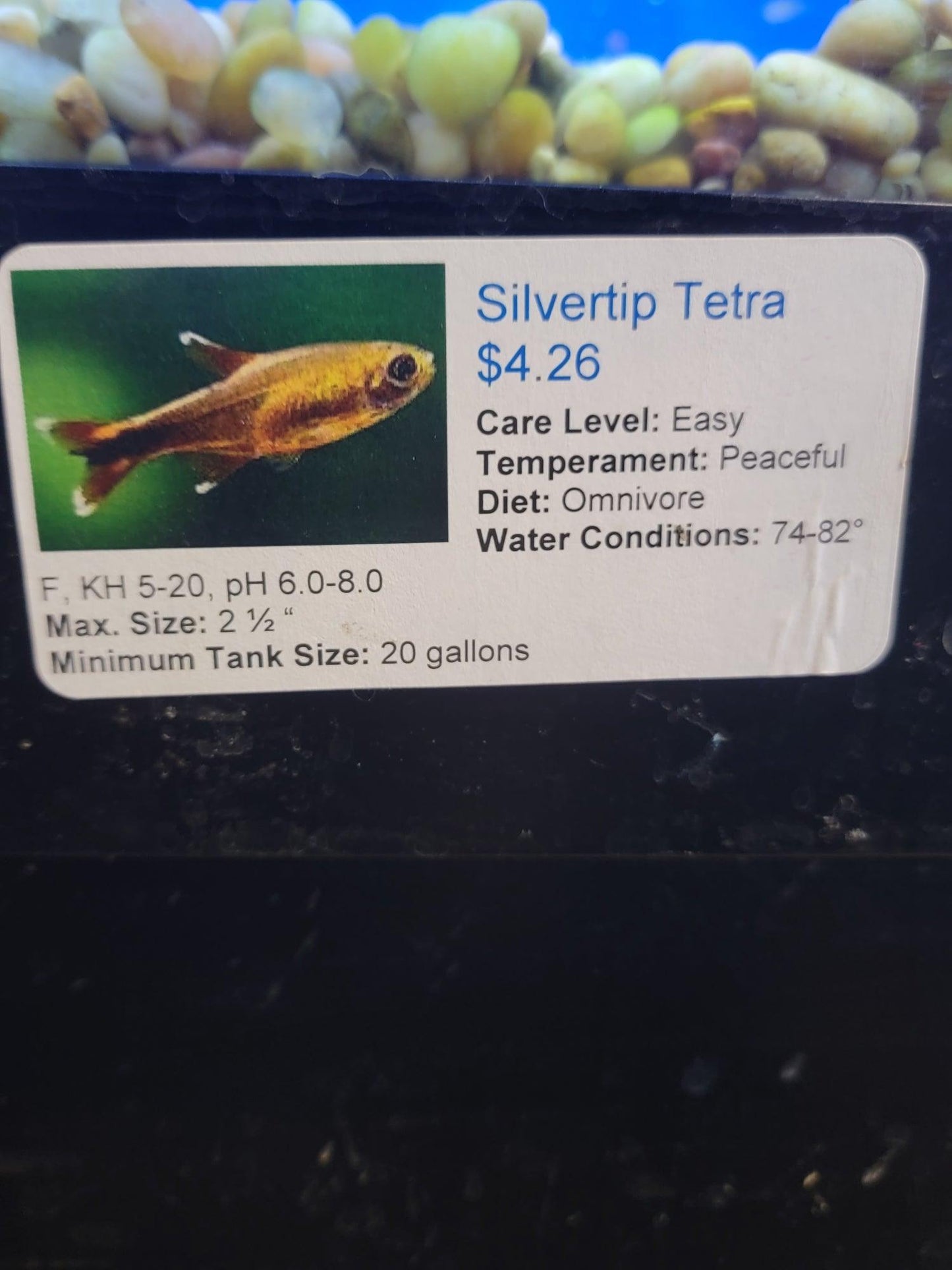 Silvertip Tetra - Ruby Mountain Aquarium supply