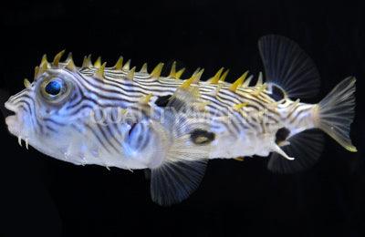 Spiny Box Burrfish - Ruby Mountain Aquarium supply