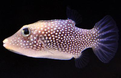 Spotted Sharpnose Puffer - Ruby Mountain Aquarium supply