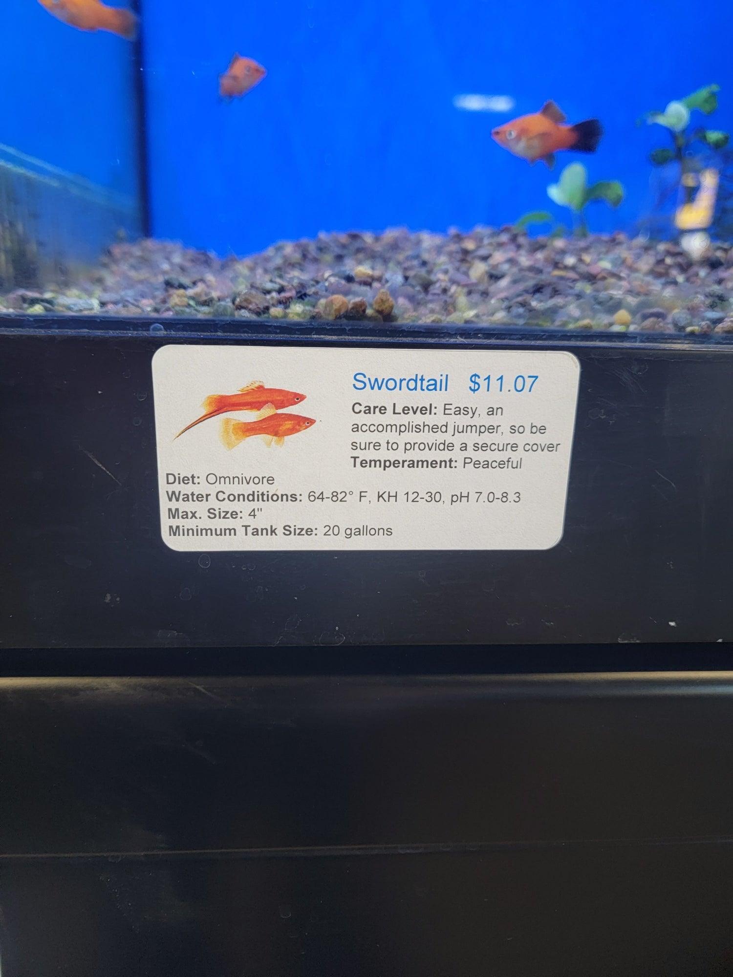 Swordtail Assort. - Ruby Mountain Aquarium supply