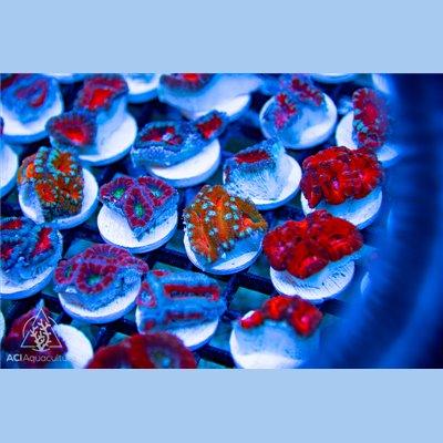 Ultra Aussie Acan Lordhowensis frags - Ruby Mountain Aquarium supply