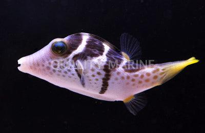 Valentini Puffer - Ruby Mountain Aquarium supply