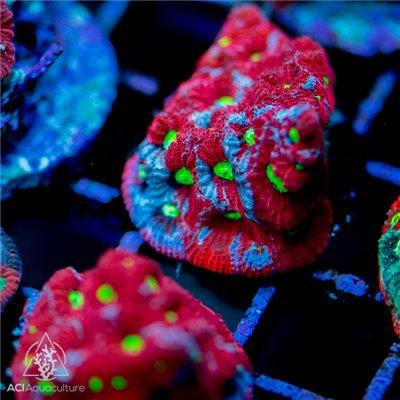 War Coral Frag- Favies - Ruby Mountain Aquarium supply