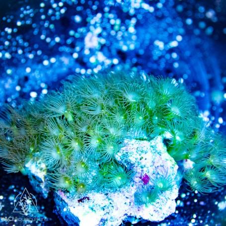Yellow Polyp Paly - Ruby Mountain Aquarium supply