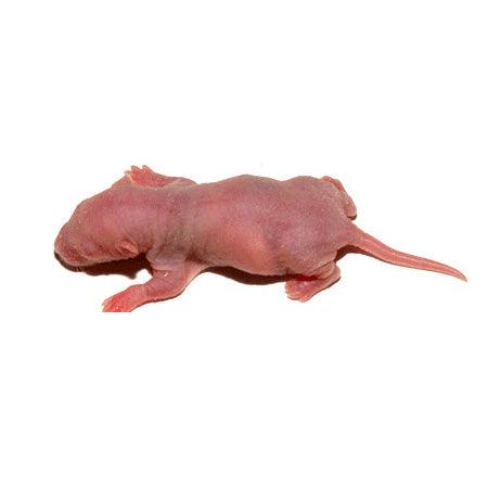 Frozen Rat - Ruby Mountain Aquarium supply