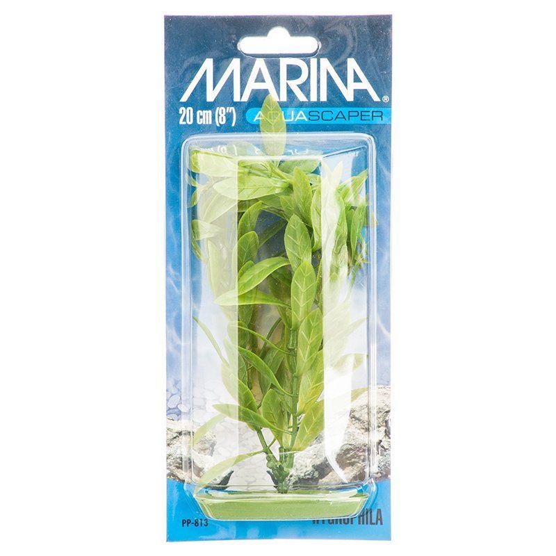 Marina Hygrophila Plant - Ruby Mountain Aquarium supply